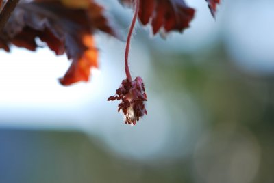 Fagus sylvatica 'Rohanii'- buk lesní 'Rohanii'- detail květu